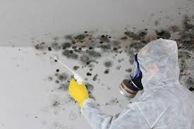 Professional Mold Removal in Westville, IL